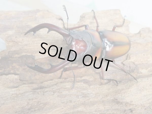 画像2: ☆美麗人気種☆新成虫！ミラビリスノコギリクワガタ♂61ミリ♀32ミリペア販売！！ (2)