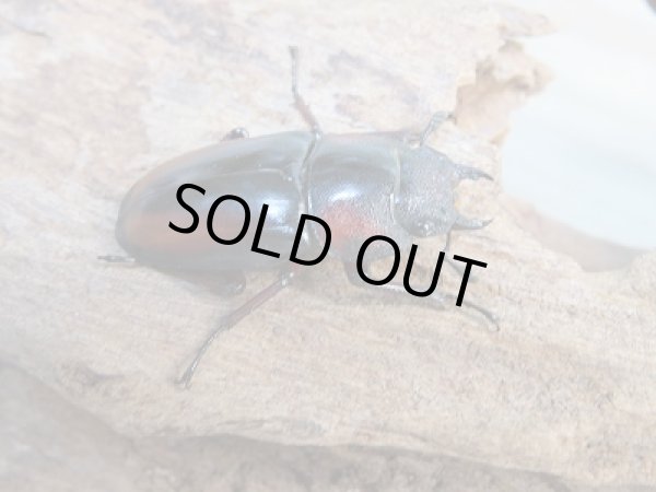 画像3: ☆美麗人気種☆新成虫！ミラビリスノコギリクワガタ♂61ミリ♀32ミリペア販売！！ (3)