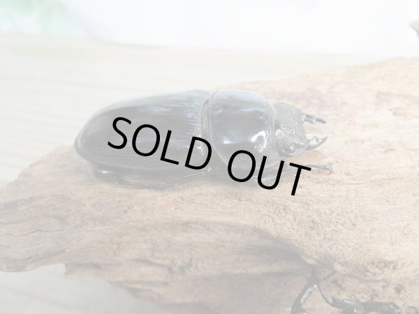 画像3: ☆新成虫☆グランディスオオクワガタクワガタ♂84ミリ♀52ミリペア＋♀47ミリ計3頭トリオ販売！！ (3)