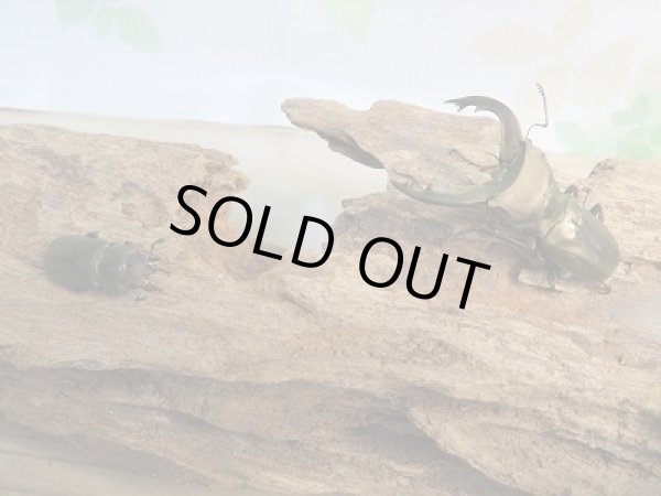 画像5: 新成虫☆ベララベラ産☆スぺキオススホソアカクワガタ♂47ミリ♀フリーサイズペア販売！！ (5)