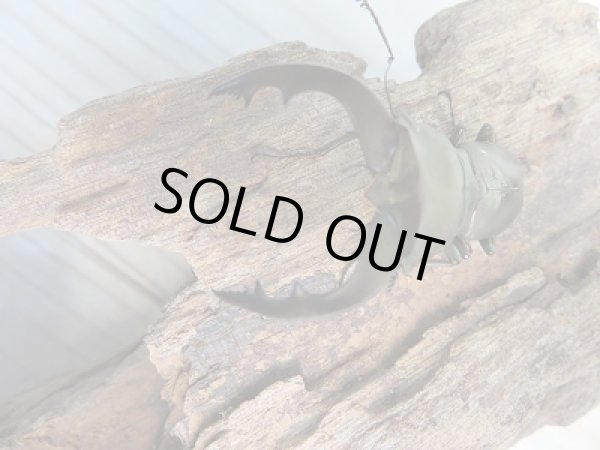 画像2: 新成虫☆ベララベラ産☆スぺキオススホソアカクワガタ♂47ミリ♀フリーサイズペア販売！！ (2)