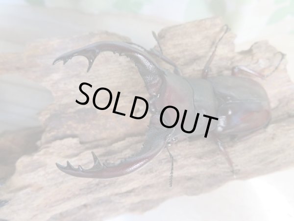 画像2: ☆新成虫☆フォルスターフタマタクワガタ(亜種ニシ)♂71ミリ♀41ミリペア販売!! (2)