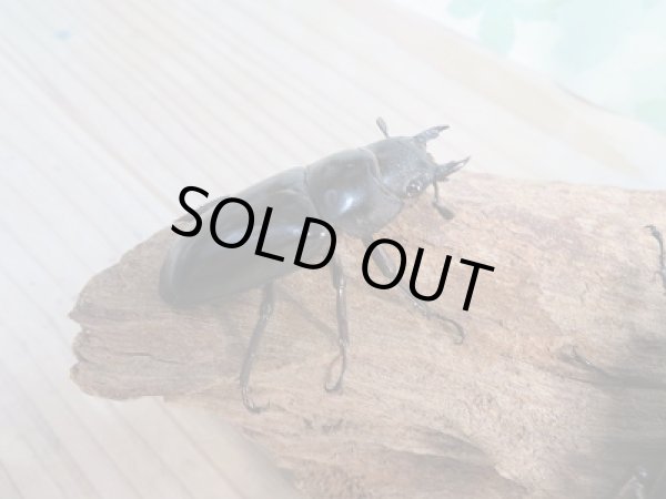 画像5: 新成虫☆パリーフタマタクワガタ(亜種エロンガトゥス)♂81ミリ♀48ミリペア＋♀46ミリ計3頭トリオ販売！！ (5)