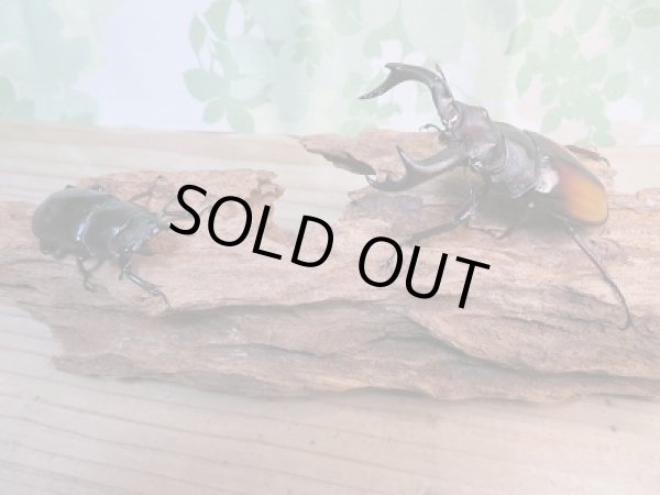 画像5: 新成虫☆パリーフタマタクワガタ(亜種エロンガトゥス)♂82ミリ♀51ミリペア販売!! (5)