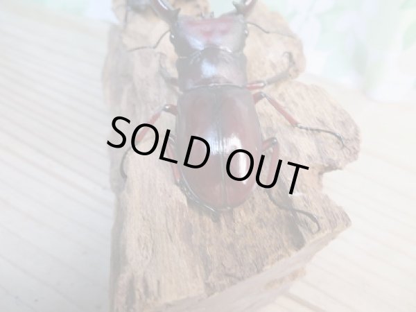 画像3: ☆新成虫☆フォルスターフタマタクワガタ(亜種ニシ)♂71ミリ♀41ミリペア販売!! (3)