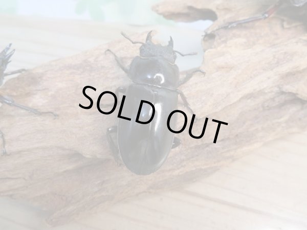 画像4: 新成虫☆パリーフタマタクワガタ(亜種エロンガトゥス)♂81ミリ♀48ミリペア＋♀46ミリ計3頭トリオ販売！！ (4)