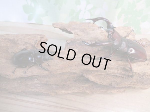 画像5: ☆新成虫☆フォルスターフタマタクワガタ(亜種ニシ)♂71ミリ♀41ミリペア販売!! (5)