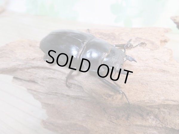 画像4: 新成虫☆パリーフタマタクワガタ(亜種エロンガトゥス)♂82ミリ♀51ミリペア販売!! (4)