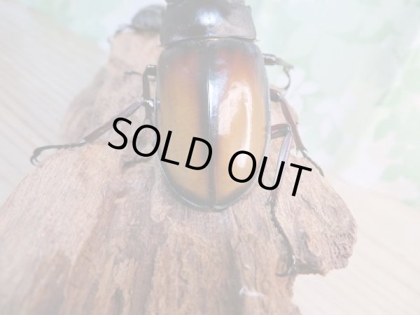 画像3: 新成虫☆パリーフタマタクワガタ(亜種エロンガトゥス)♂82ミリ♀51ミリペア販売!! (3)