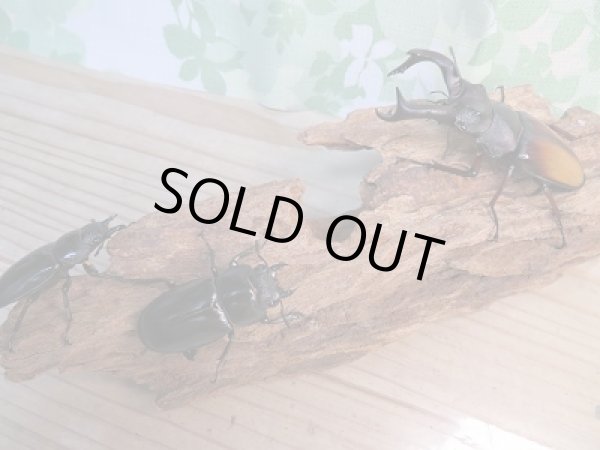 画像6: 新成虫☆パリーフタマタクワガタ(亜種エロンガトゥス)♂81ミリ♀48ミリペア＋♀46ミリ計3頭トリオ販売！！ (6)