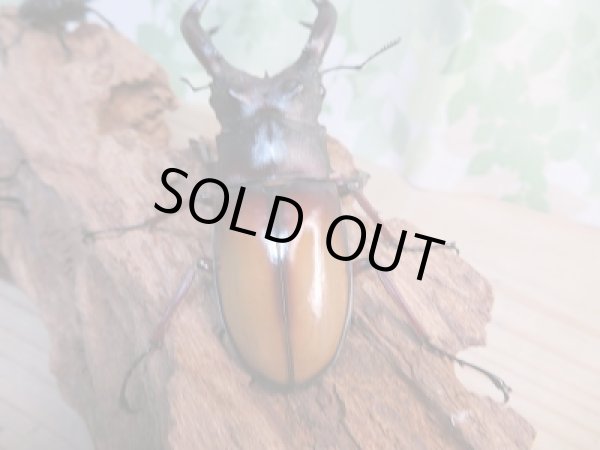 画像3: 新成虫☆パリーフタマタクワガタ(亜種エロンガトゥス)♂81ミリ♀48ミリペア＋♀46ミリ計3頭トリオ販売！！ (3)