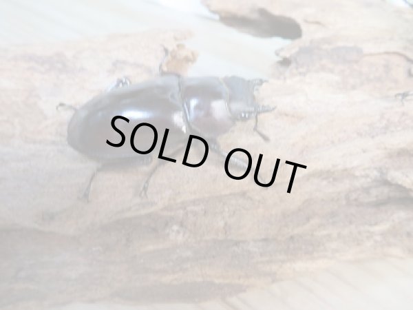 画像4: ☆新成虫☆フォルスターフタマタクワガタ(亜種ニシ)♂71ミリ♀41ミリペア販売!! (4)