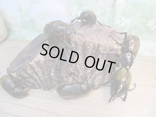 画像5: 新成虫!D.H.レイディ♂70ミリ前後♀フリーサイズペア販売!! (5)