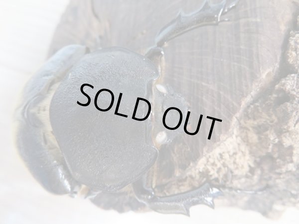 画像5:  新成虫☆♀ホワイトアイ☆エレファスゾウカブト♂106ミリ+♀68ミリペア販売!! (5)