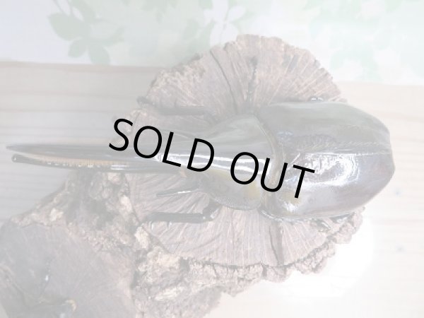 画像2: ☆新成虫☆ネプチューンオオカブト♂125ミリ♀60ミリペア販売!! (2)