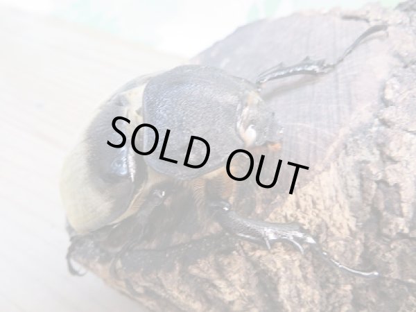 画像4:  新成虫☆♀ホワイトアイ☆エレファスゾウカブト♂106ミリ+♀68ミリペア販売!! (4)