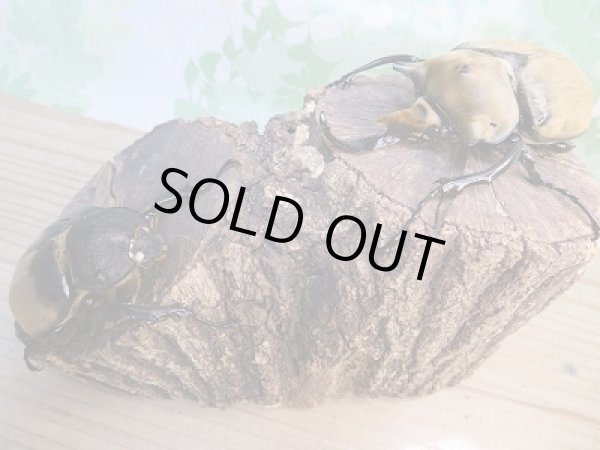 画像6:  新成虫☆♀ホワイトアイ☆エレファスゾウカブト♂106ミリ+♀68ミリペア販売!! (6)