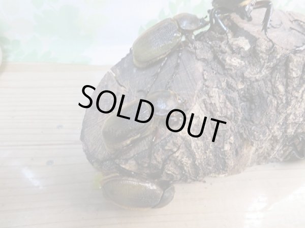 画像3: 新成虫!D.H.レイディ♂70ミリ前後♀フリーサイズペア販売!! (3)