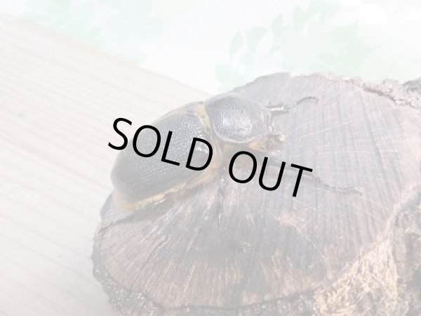 画像4: ☆新成虫☆ネプチューンオオカブト♂125ミリ♀60ミリペア販売!! (4)