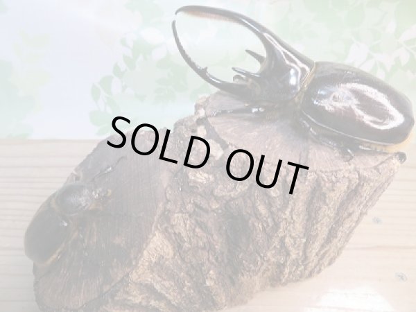 画像5: ☆新成虫☆ネプチューンオオカブト♂125ミリ♀60ミリペア販売!! (5)