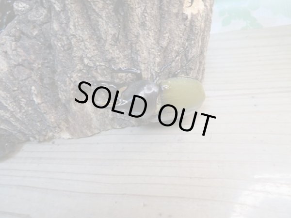 画像2: 新成虫!D.H.レイディ♂70ミリ前後♀フリーサイズペア販売!! (2)