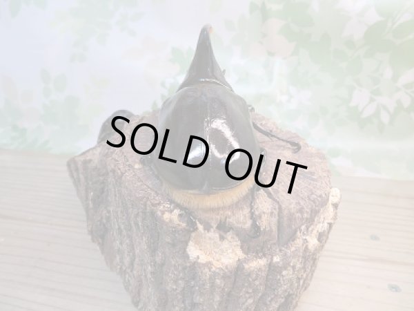 画像3: ☆新成虫☆ネプチューンオオカブト♂125ミリ♀60ミリペア販売!! (3)