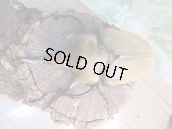 画像2:  新成虫☆♀ホワイトアイ☆エレファスゾウカブト♂106ミリ+♀68ミリペア販売!! (2)