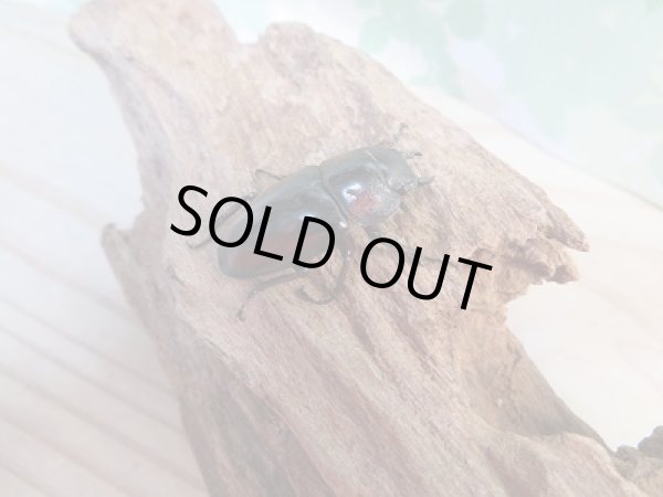 画像4: ☆美麗人気種☆新成虫！ミラビリスノコギリクワガタ♂60ミリ♀32ミリペア販売！！ (4)