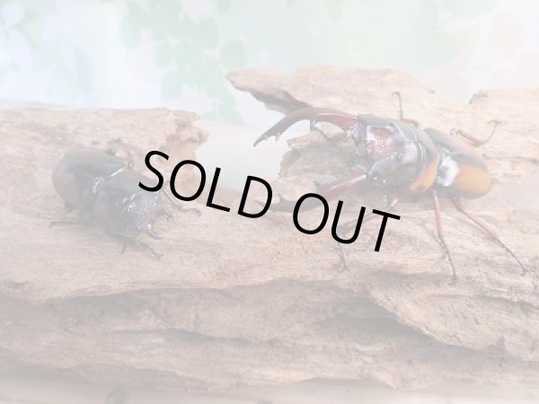 画像5: ☆美麗人気種☆新成虫！ミラビリスノコギリクワガタ♂62ミリ♀33ミリペア販売！！ (5)