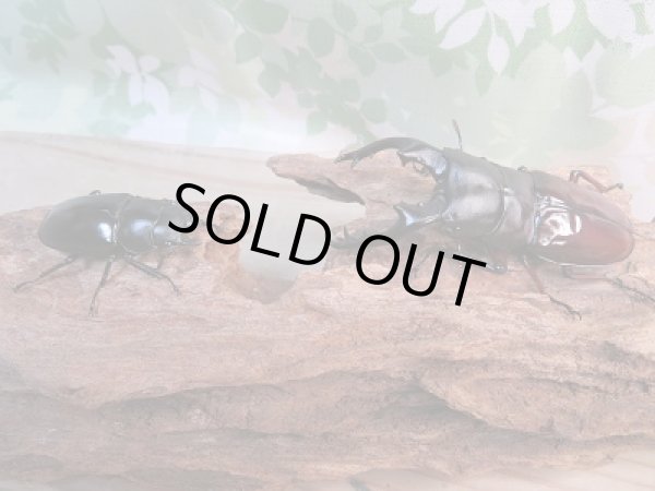 画像5: ☆新成虫☆ボーリンフタマタクワガタ（亜種バミノルム）♂77ミリ♀39.5ミリペア販売！！ (5)