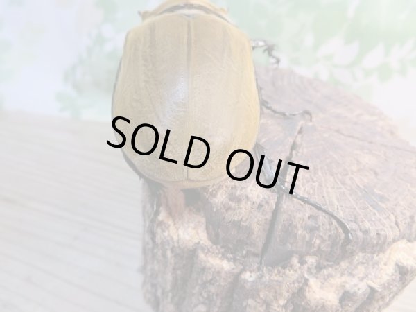 画像3: ☆新成虫☆イイジマゾウカブト♂85ミリ♀65ミリ別血統ペア販売!! (3)