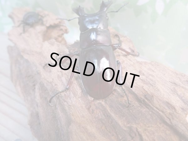 画像3: ☆新成虫☆ボーリンフタマタクワガタ（亜種バミノルム）♂65ミリ♀39ミリペア販売！！ (3)