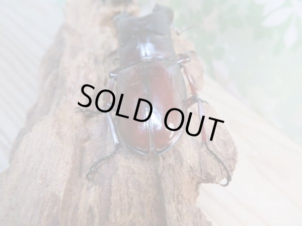 画像3: ☆新成虫☆ボーリンフタマタクワガタ（亜種バミノルム）♂77ミリ♀39.5ミリペア販売！！ (3)