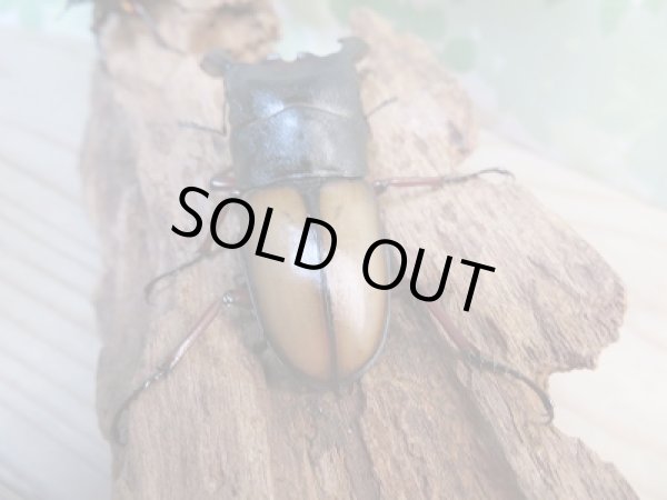 画像3: 大人気種☆F1☆ウムハンギノコギリクワガタ♂68ミリ♀38ミリペア販売！！ (3)