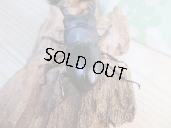 画像3: 和歌山県産☆WD☆本土ヒラタクワガタ♂58.5ミリ♀フリーサイズペア販売!! (3)