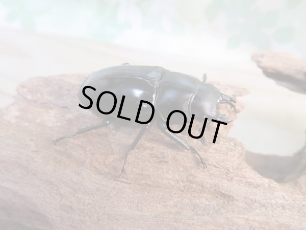 画像4: ☆新成虫☆ボーリンフタマタクワガタ（亜種バミノルム）♂77ミリ♀39.5ミリペア販売！！ (4)