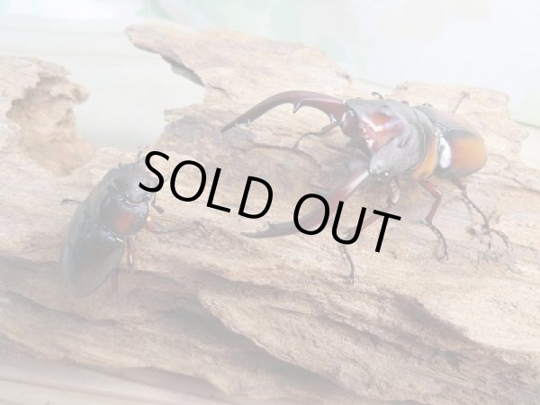 画像5: ☆美麗人気種☆新成虫！ミラビリスノコギリクワガタ♂60ミリ♀32ミリペア販売！！ (5)