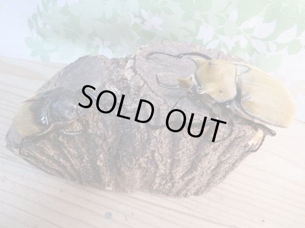 画像5: ☆新成虫☆イイジマゾウカブト♂85ミリ♀65ミリ別血統ペア販売!! (5)