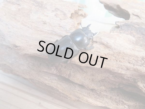 画像4: 和歌山県産☆WD☆本土ヒラタクワガタ♂58.5ミリ♀フリーサイズペア販売!! (4)