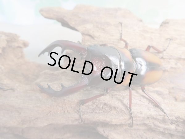 画像2: ☆美麗人気種☆新成虫！ミラビリスノコギリクワガタ♂62ミリ♀33ミリペア販売！！ (2)