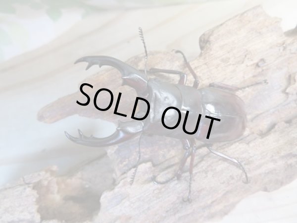 画像2: ☆新成虫☆ボーリンフタマタクワガタ（亜種バミノルム）♂65ミリ♀39ミリペア販売！！ (2)