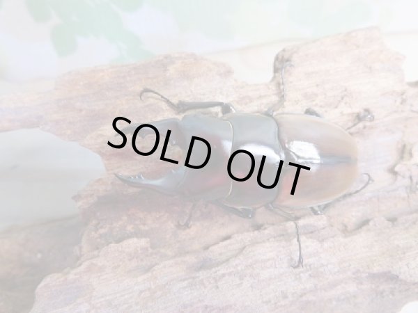 画像2: 新成虫☆F5☆ハスタートノコギリクワガタ（亜種ナカゴメイ）♂56ミリ♀36ミリペア販売！！ (2)