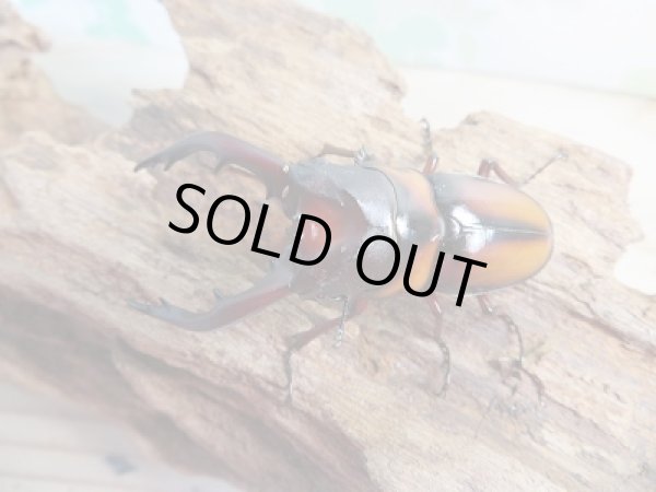 画像2: ☆美麗人気種☆新成虫！ミラビリスノコギリクワガタ♂60ミリ♀32ミリペア販売！！ (2)