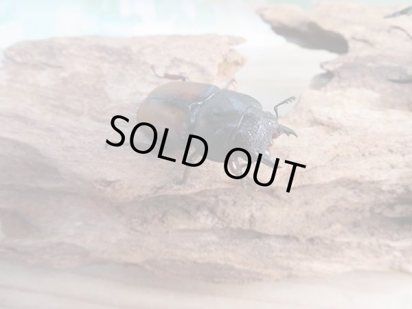 画像4: 大人気種☆F1☆ウムハンギノコギリクワガタ♂68ミリ♀38ミリペア販売！！ (4)