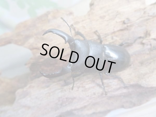 画像2: 和歌山県産☆WD☆本土ヒラタクワガタ♂46.5ミリ♀フリーサイズペア販売!! (2)