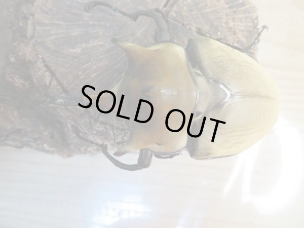 画像2: ☆新成虫☆イイジマゾウカブト♂85ミリ♀65ミリ別血統ペア販売!! (2)