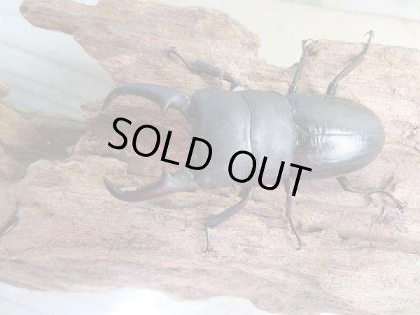 画像2: 和歌山県産☆WD☆本土ヒラタクワガタ♂58.5ミリ♀フリーサイズペア販売!! (2)