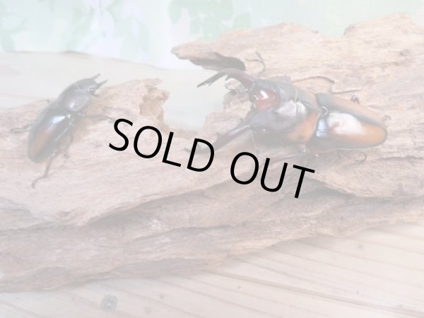 画像5: ☆美麗人気種☆新成虫！ミラビリスノコギリクワガタ♂63ミリ♀36.5ミリペア販売！！ (5)