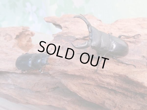 画像5: 和歌山県産☆WD☆本土ヒラタクワガタ♂46.5ミリ♀フリーサイズペア販売!! (5)