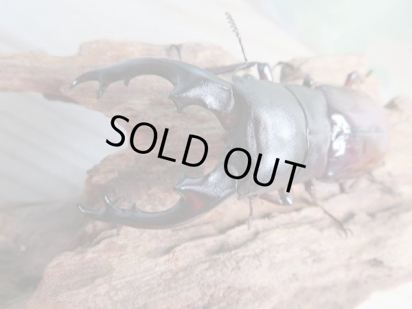 画像2: ☆新成虫☆ボーリンフタマタクワガタ（亜種バミノルム）♂77ミリ♀39.5ミリペア販売！！ (2)